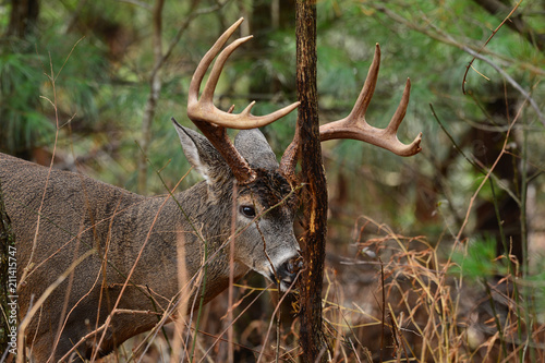 Foto Whitetail rub in Cades Cove Smoky Mountain National Park, Tennessee