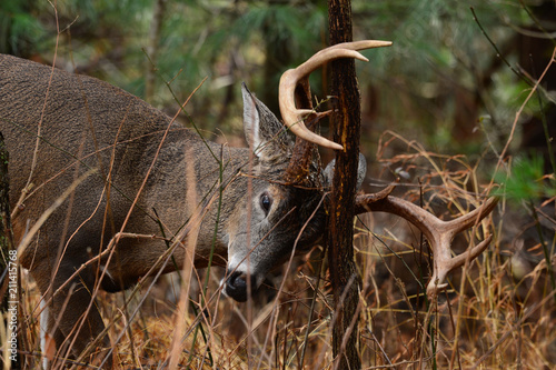Buck rub in Cades Cove Smoky Mountain National Park, Tennessee