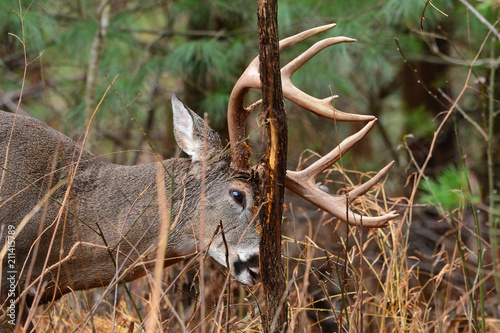 Buck in Cades Cove Smoky Mountain National Park, Tennessee