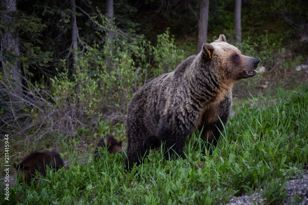 Fototapeta premium Mother Grizzly Bear with her cubs is eating weeds and grass in the nature. Taken in Banff National Park, Alberta, Canada.