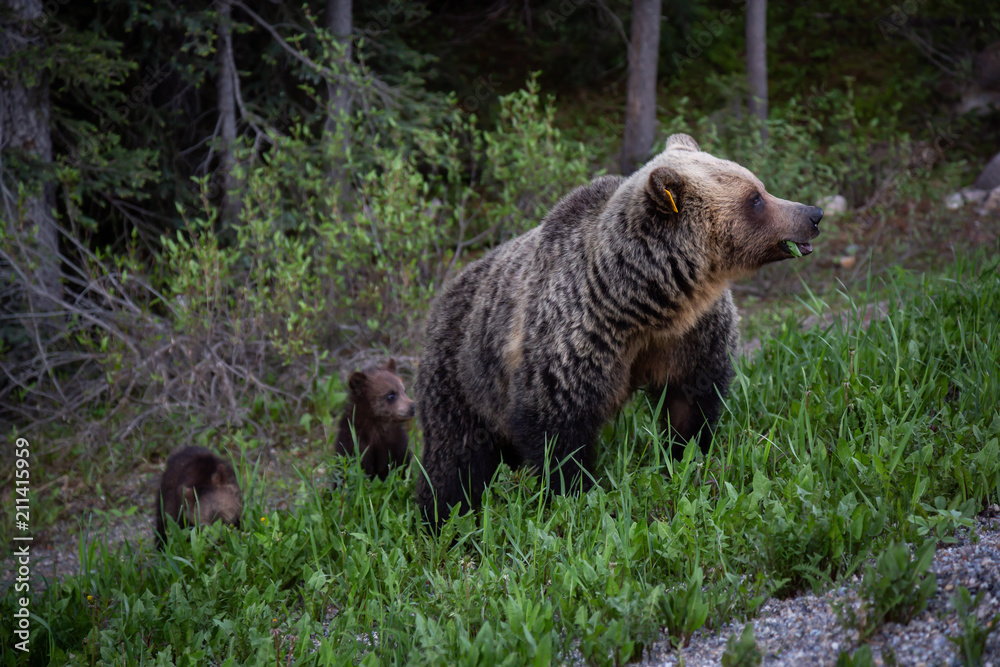 Mother Grizzly Bear with her cubs is eating weeds and grass in the nature. Taken in Banff National Park, Alberta, Canada. Mother Grizzly Bear with her cubs is eating weeds and grass in the nature. Taken in Banff National Park, Alberta, Canada.