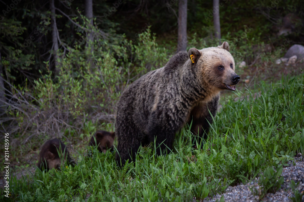 Fototapeta premium Mother Grizzly Bear with her cubs is eating weeds and grass in the nature. Taken in Banff National Park, Alberta, Canada.