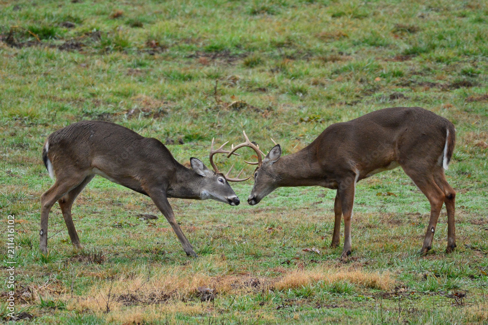 Bucks in Smoky Mountain National Park, Tennessee Bucks in Smoky Mountain National Park, Tennessee