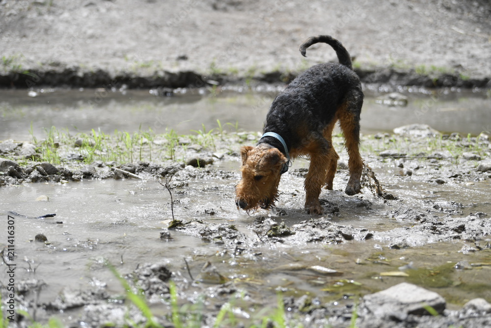 Airedale Terrier dog - puppy 6 month old. Airedale Terrier dog - puppy 6 month old.