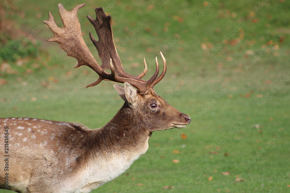 Deer Deer