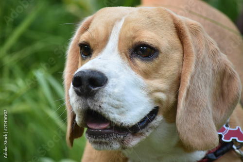 Beagle dog head. Portrait