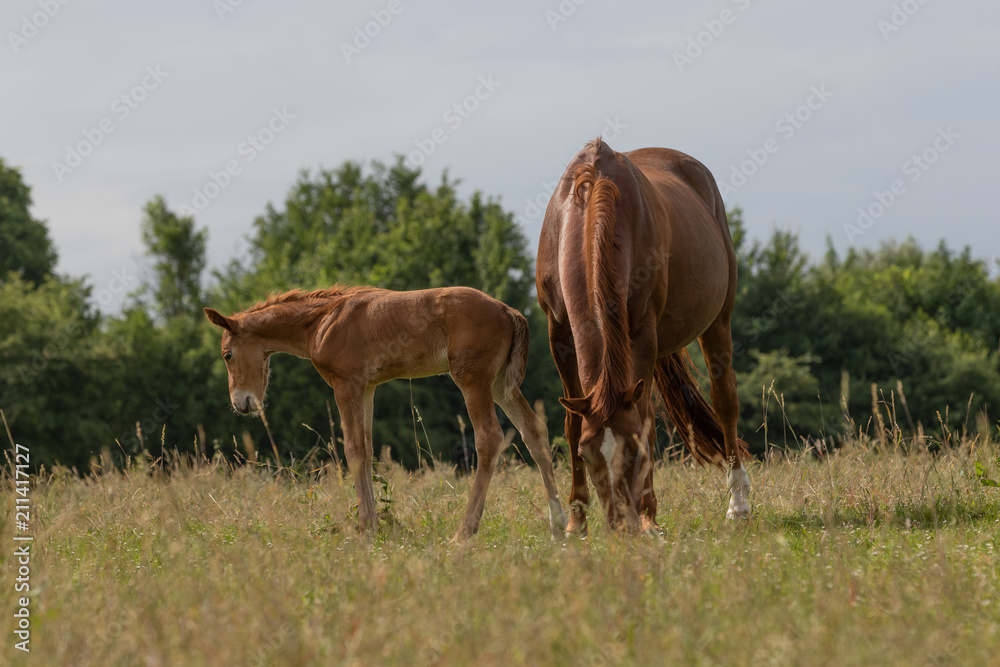 Fohlen erkundet die Welt neben der Mutter Fohlen erkundet die Welt neben der Mutter