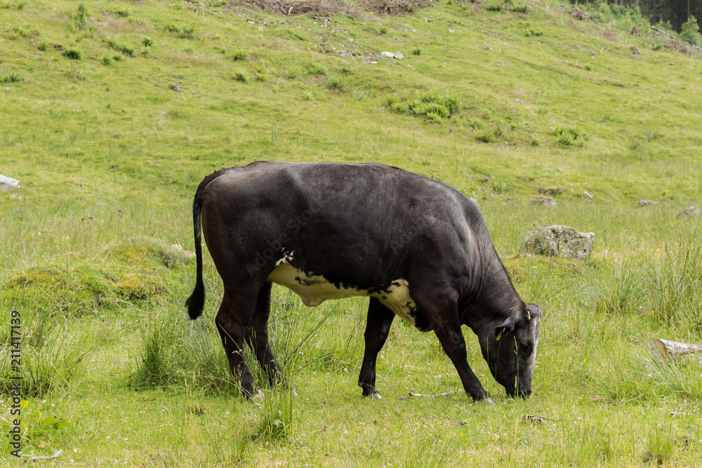 Black brown bull grazing the green grass in the Austrian Alps of Nature reserve Klein Solk Black brown bull grazing the green grass in the Austrian Alps of Nature reserve Klein Solk