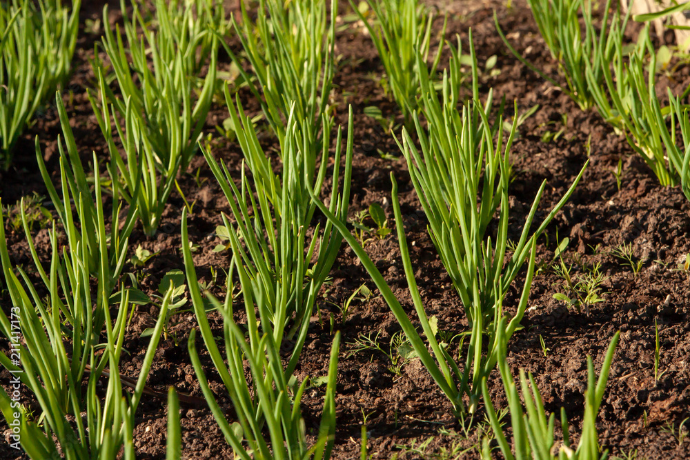 Kitchen-garden. Green onion sprouts. Ridge.