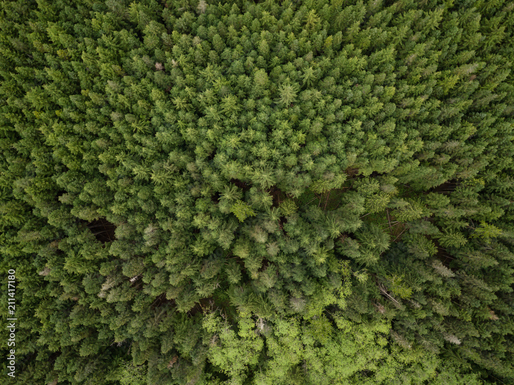 Aerial view from above on the green trees in the forest. Taken in British Columbia, Canada.