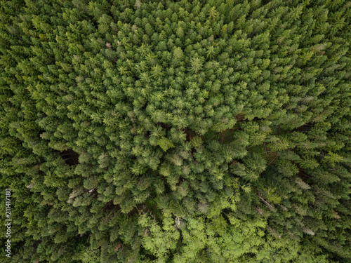 Aerial view from above on the green trees in the forest. Taken in British Columbia, Canada. © edb3_16