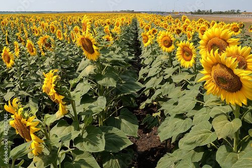 Blooming sunflowers on the field