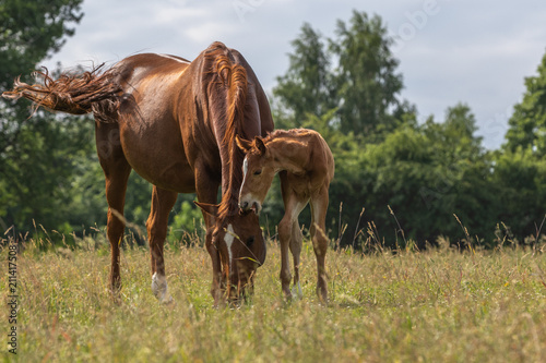 Fohlen bei  t liebevoll in das Ohr der Mutter