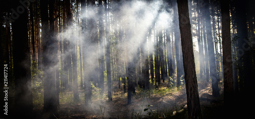 Smoke in the woods, the rays of the sun illuminate the smoke © maykal