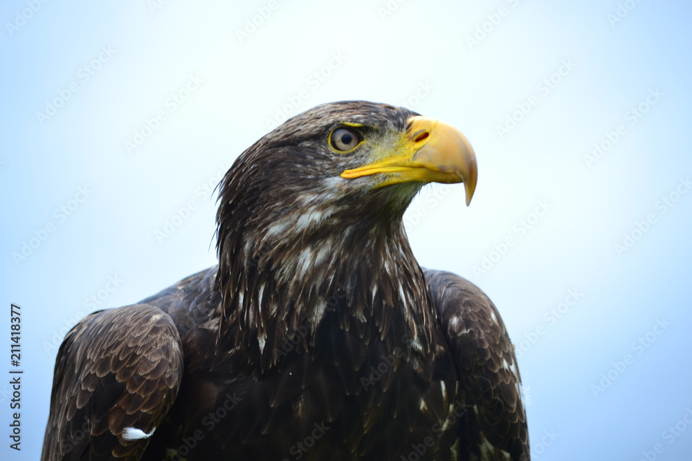 Obraz premium Bald Eagle