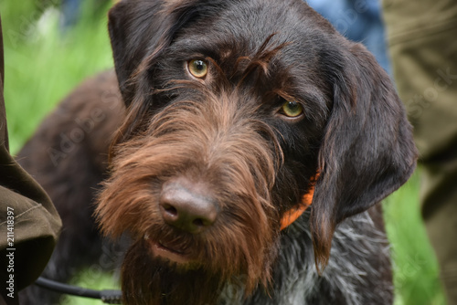 German wirehaired pointer dog is looking into the camera.