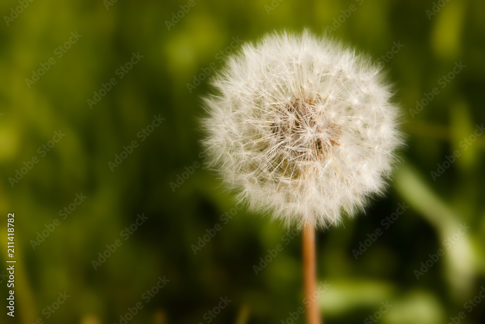 Dandelion flowers close-up on the background of the field. Beautiful soft focus. Dandelion flowers close-up on the background of the field. Beautiful soft focus.