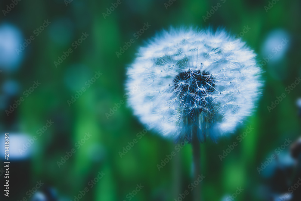 Dandelion flowers close-up on the background of the field. Beautiful soft focus. Dandelion flowers close-up on the background of the field. Beautiful soft focus.