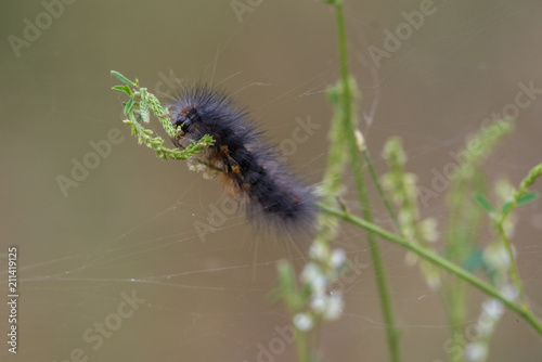 Giant Leopard Moth Caterpillar attached to wildflower branch while eating the flowers.