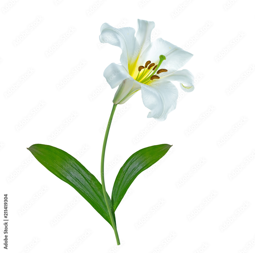 Fototapeta premium Bright lily flowers isolated on white background.