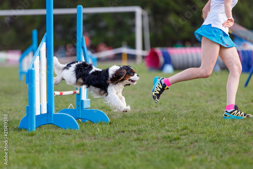 Obraz na plátně Cavalier king Charles spaniel jumping over hurdles with young handler girl in do