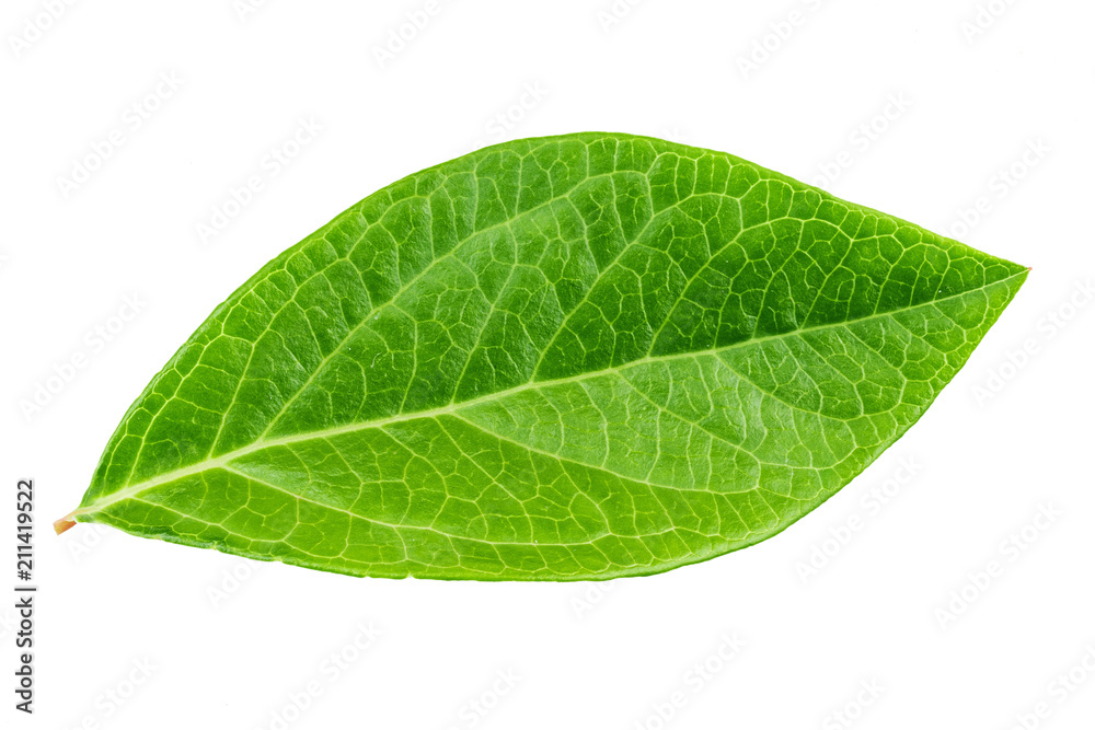 Obraz premium blueberry leaf isolated