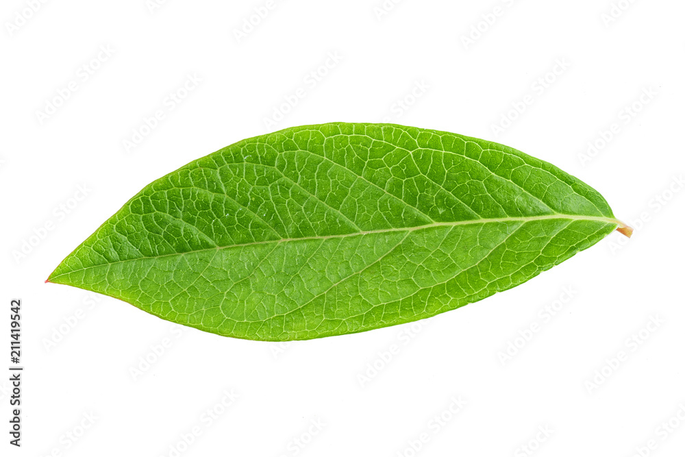 Obraz premium Blueberry leaf clipping path