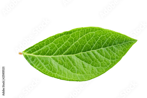 blueberry leaf on a white background
