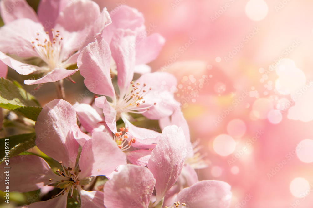 Floral summer background, soft focus. Blooming appletree. Blurred background.
