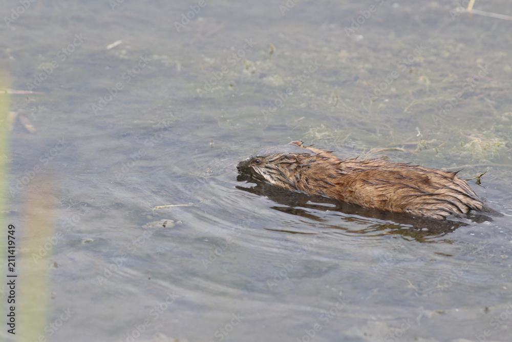 Cub Ondatra soiled head in the mud... Cub Ondatra soiled head in the mud...
