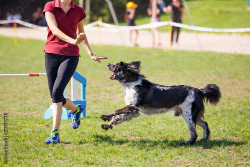 Big dog with handler running in agility competition