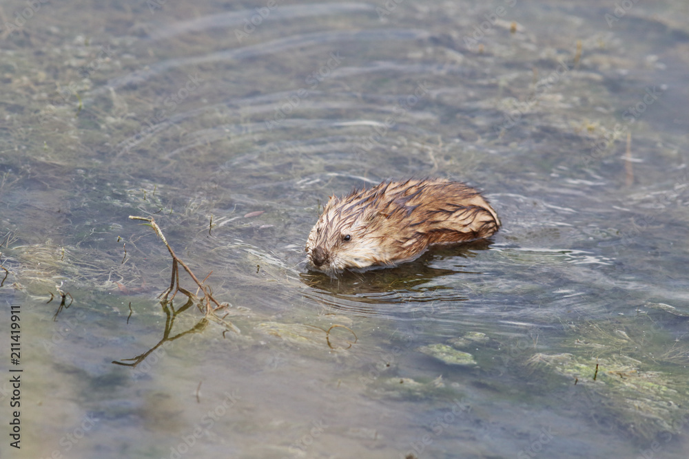 Ondatra among algae. It is called ondatra. But still it's a rat ..... Ondatra among algae. It is called ondatra. But still it's a rat .....