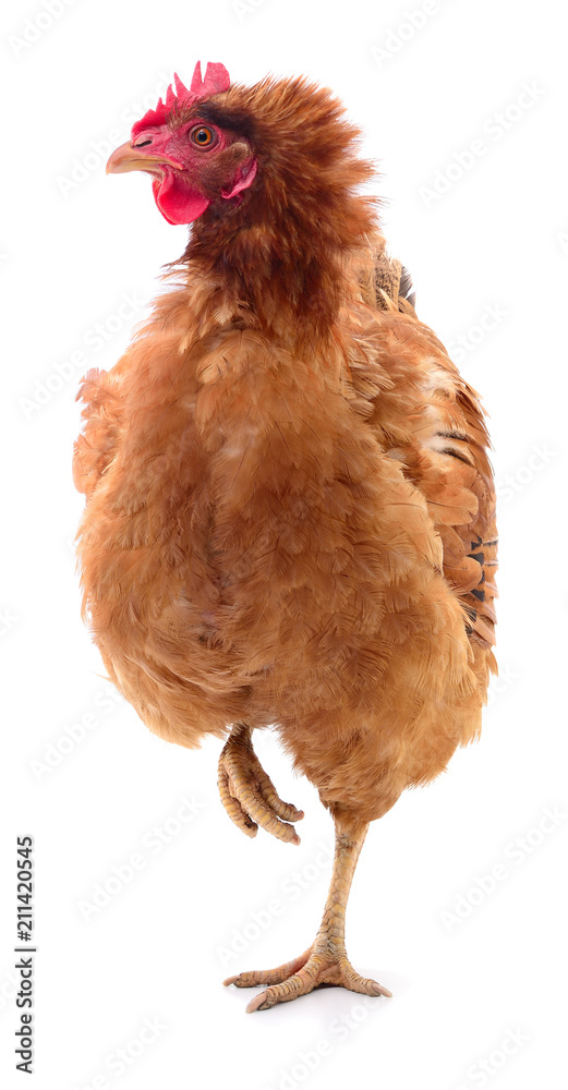 Fototapeta premium Brown hen isolated.