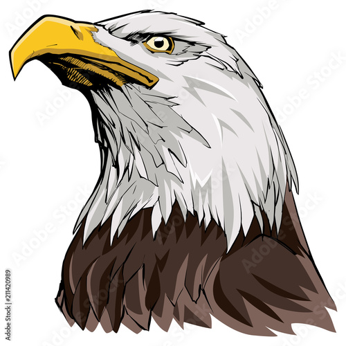 Bald Eagle on White / Illustration of North American Bald Eagle.