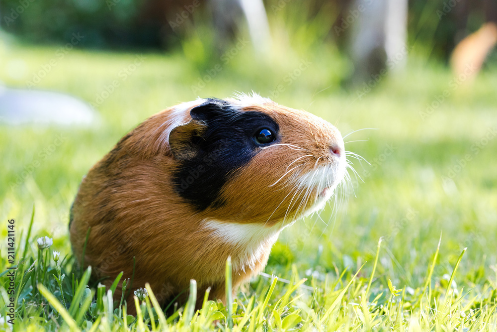 Φωτογραφία Guinea pig (Cavia porcellus)