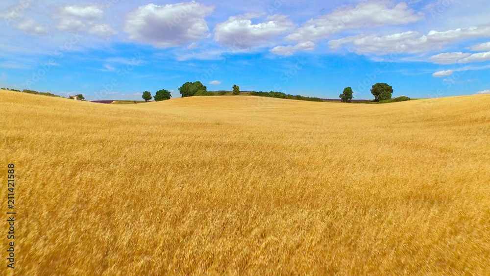 AERIAL: Beautiful big fields of golden wheat and purple lavender