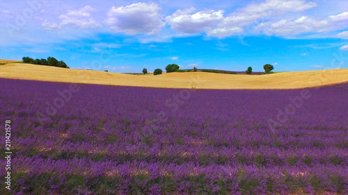 AERIAL: Beautiful rows of purple lavender and golden wheat field