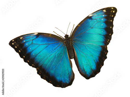 Bright opalescent blue morpho butterfly, Morpho peleides, is isolated on white background with wings open.