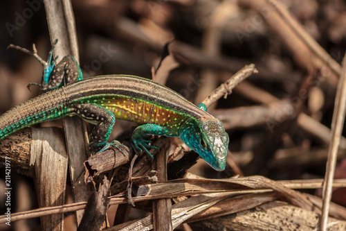Lizard in the rainforest, colombia
