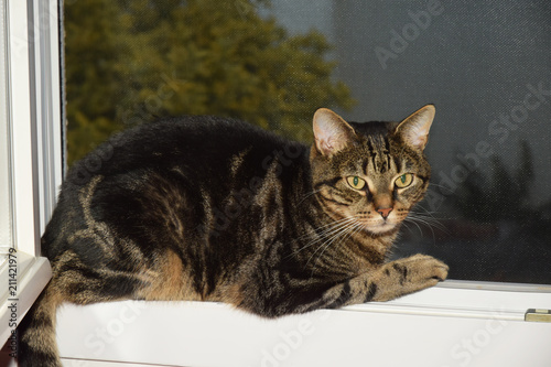 Chat sur le bord d'une fenêtre © Georges Blond