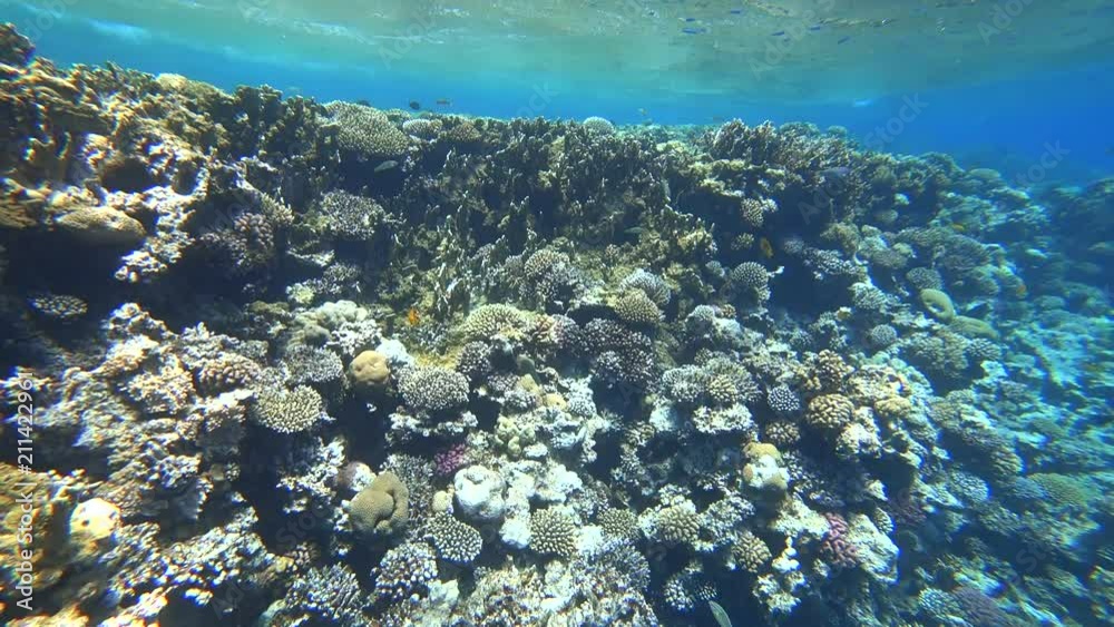 Nurkowanie. Egipt. Dahab Nurkowanie. Egipt. Dahab