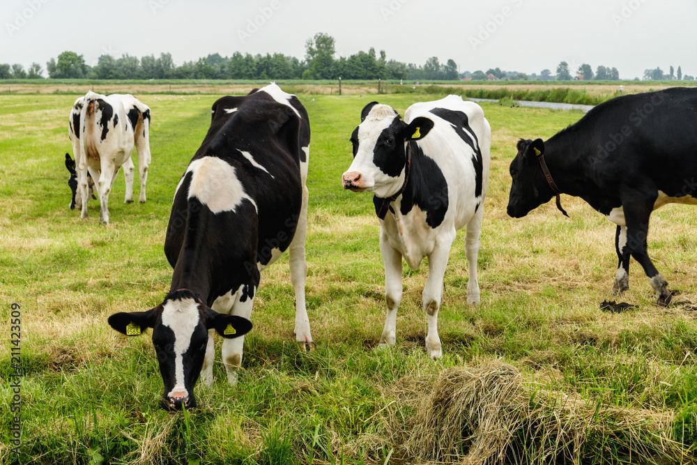 Cows feeding the grass on meadow