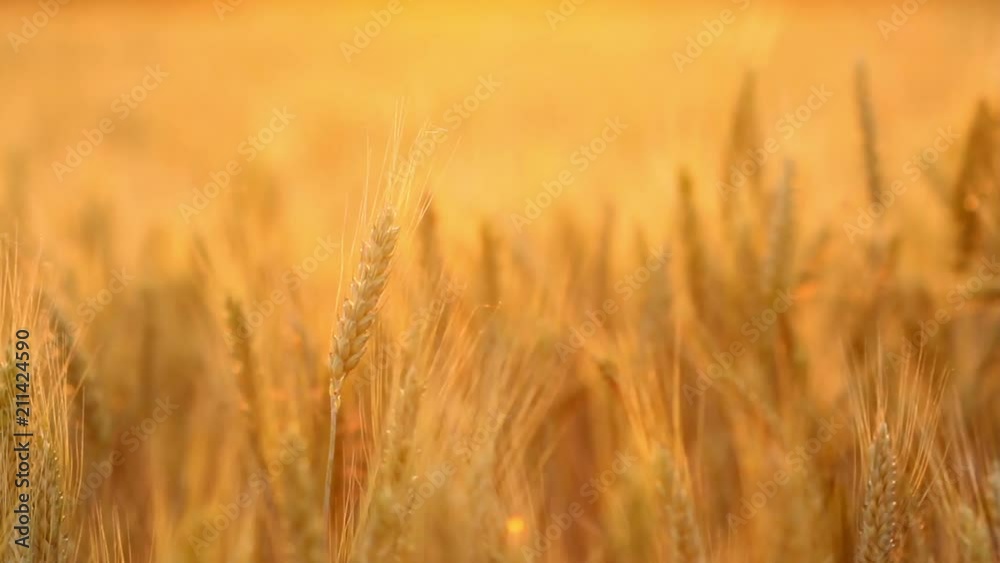 Amazing magic golden sunlight on field of wheat. Wheat crop sways on the field with golden sunlight closeup. Original RAW high quality video. Amazing magic golden sunlight on field of wheat. Wheat crop sways on the field with golden sunlight closeup. Original RAW high quality video.