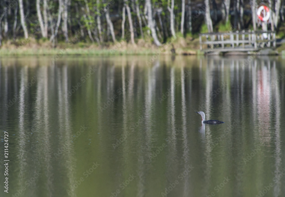 red-throated loons ,Prestvann,Tromso