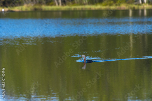 red-throated loons ,Prestvann,Tromso