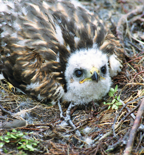 Chick of the Mound (Buteo Rufinus) in the nest