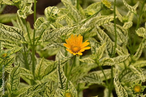 Sunstruck False Sunflower photo