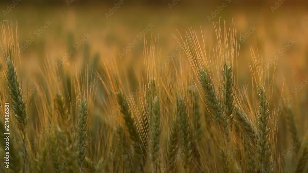 Amazing magic golden sunlight on field of wheat. Wheat crop sways on the field with golden sunlight closeup. Original RAW high quality video. Amazing magic golden sunlight on field of wheat. Wheat crop sways on the field with golden sunlight closeup. Original RAW high quality video.
