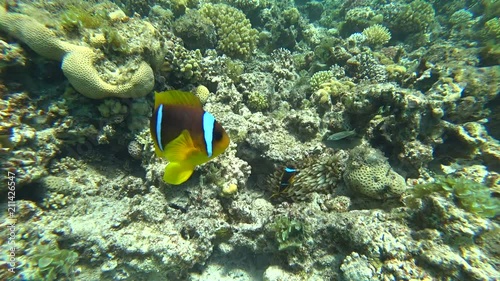 Nurkowanie. Egipt. Dahab