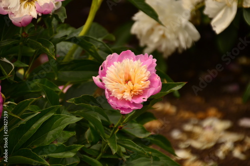 Pink and Yellow Peony